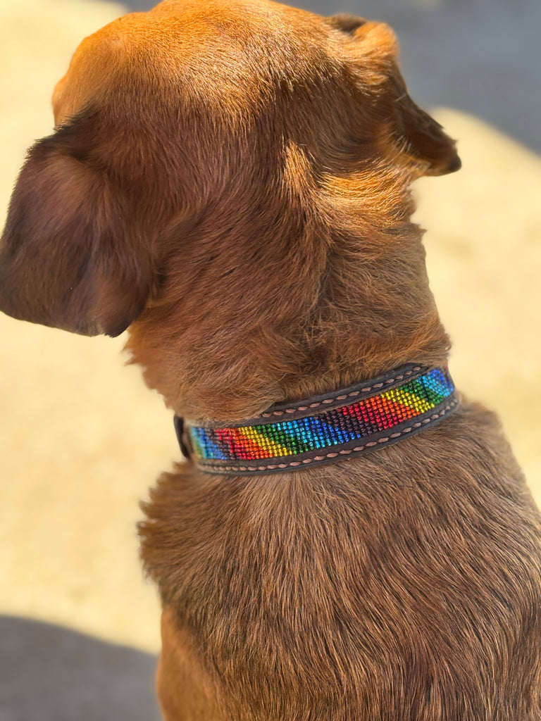 Dog Collars